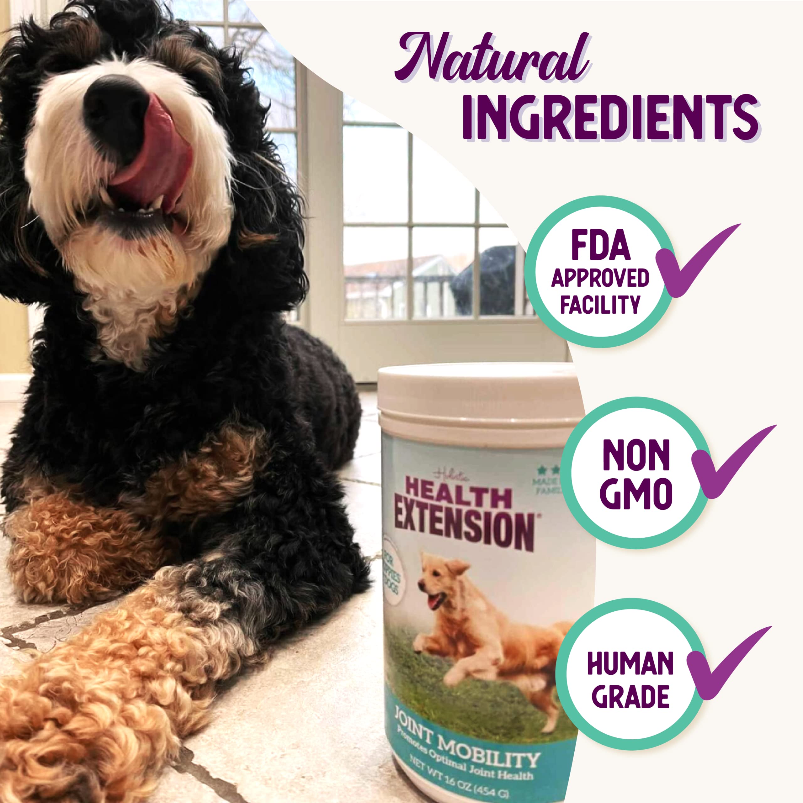 Active senior dog enjoys outdoor play with Health Extension supplement