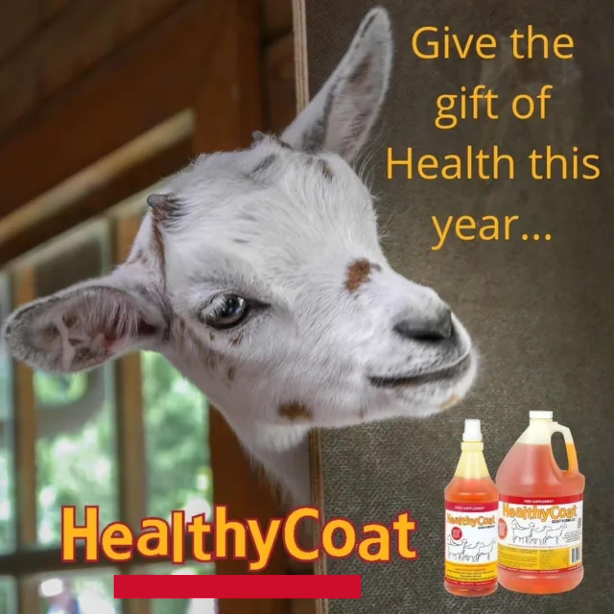 Goat with a glossy coat after Healthy Coat Goat Formula usage