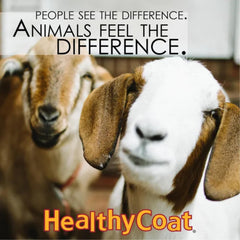 Pouring Healthy Coat Goat Formula into goat feed to boost palatability