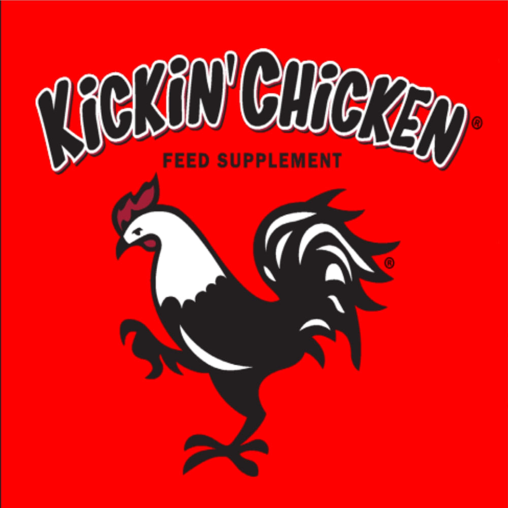 Healthy Coat Kickin Chicken Feed Supplement egg-quality focus image implies omega-rich eggs from healthier flock.