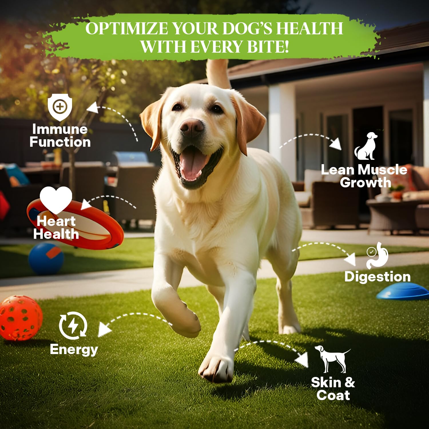 Healthy Dogma PetMix served in a bowl shows protein-rich daily meal.