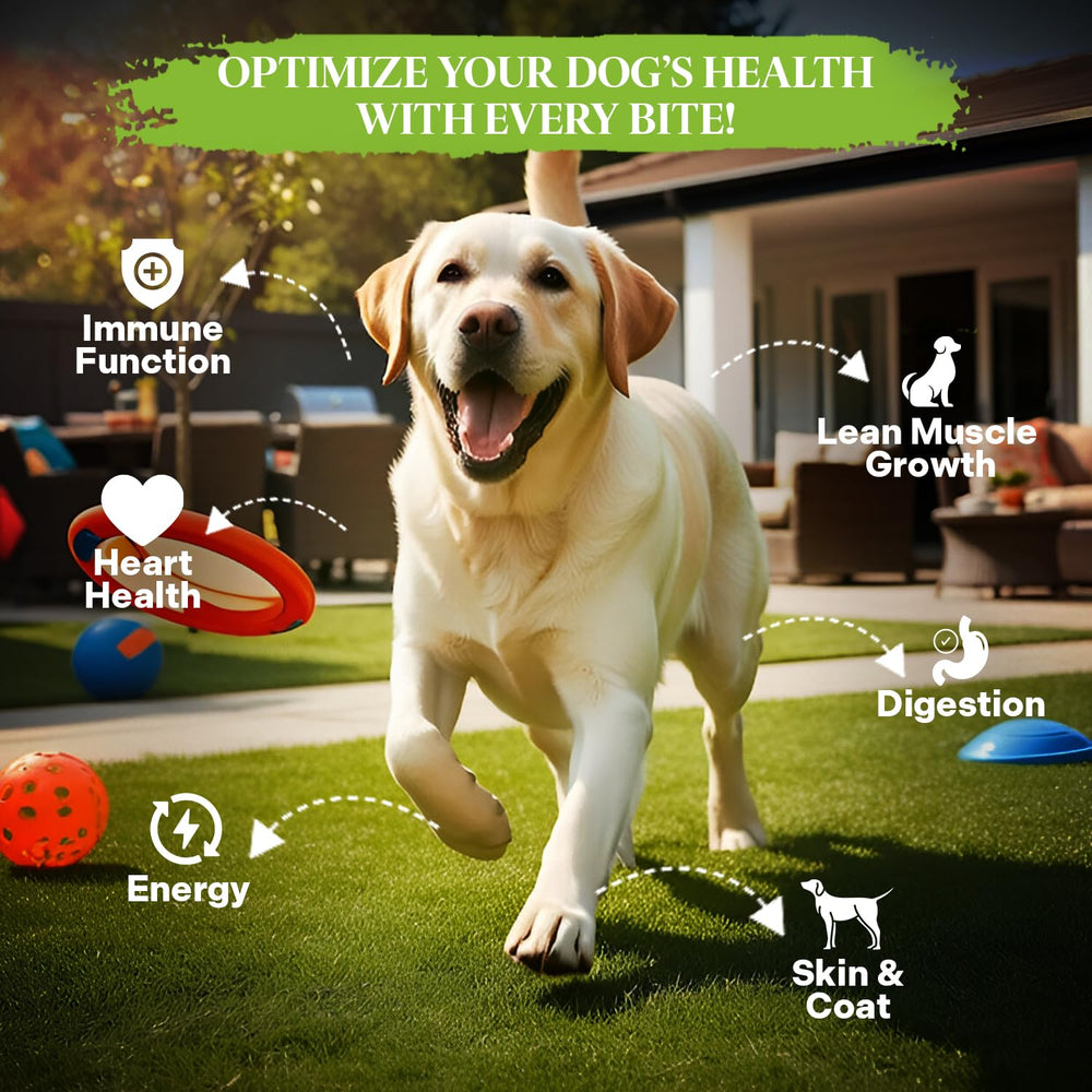 Healthy Dogma PetMix served in a bowl shows protein-rich daily meal.