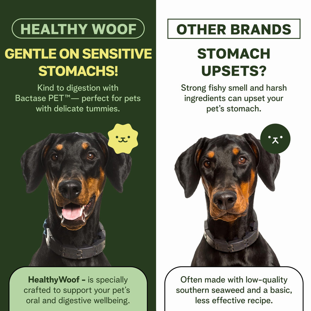 Healthy Woof dental powder on dog food shows an easy brushing-free routine.