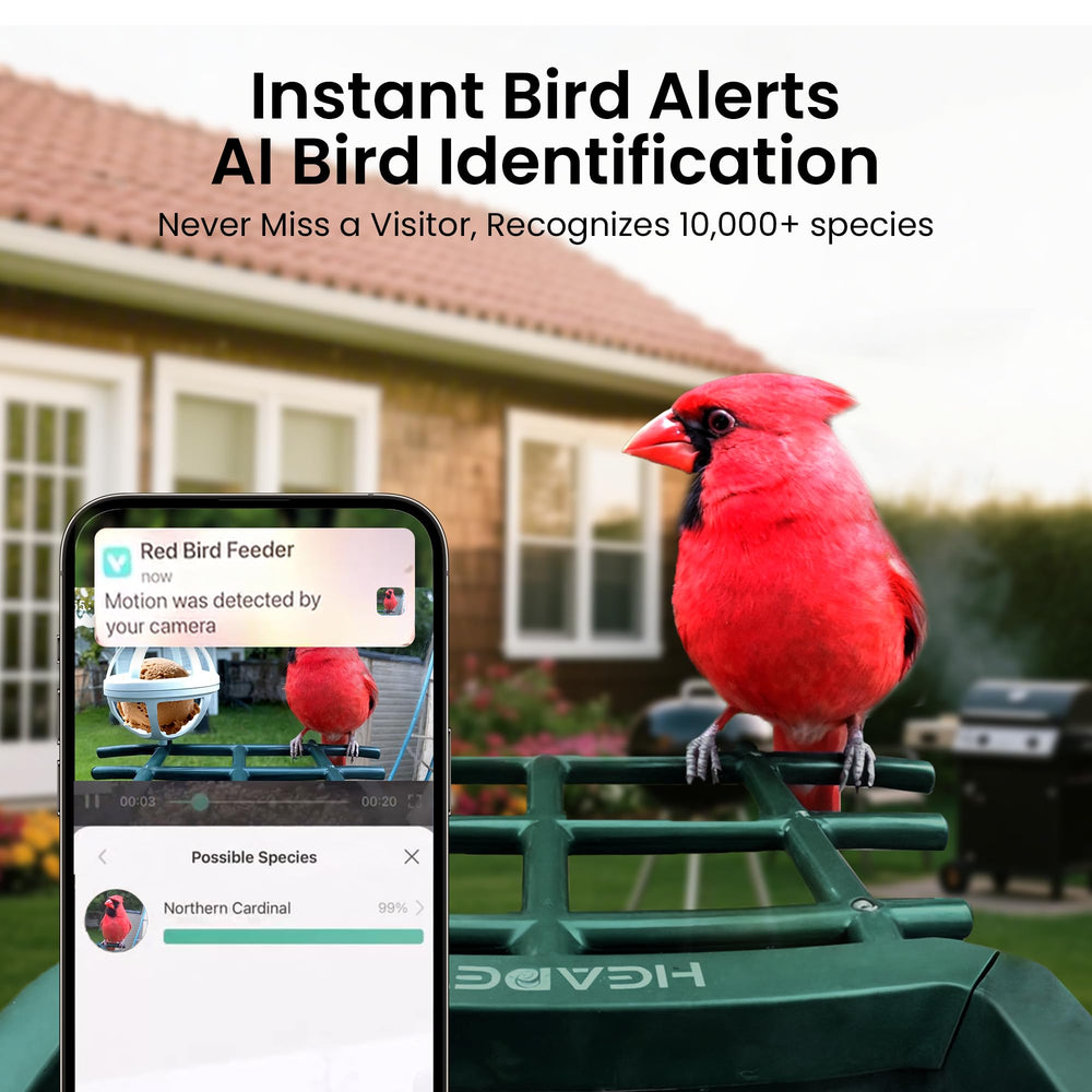 HEAPETS 2K HD video stream provides clear bird footage remotely