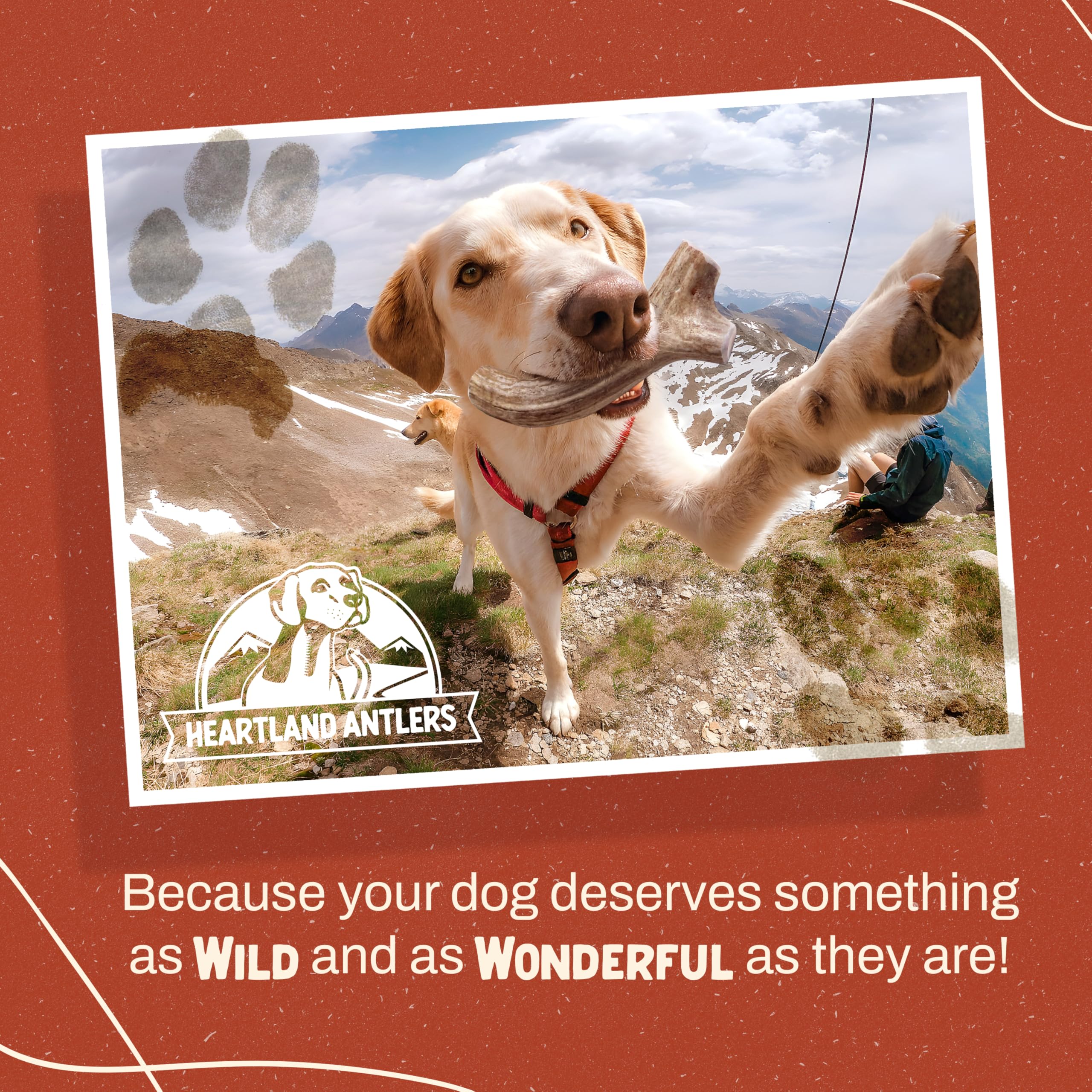 Heartland Antlers durable chew designed for aggressive chewers.