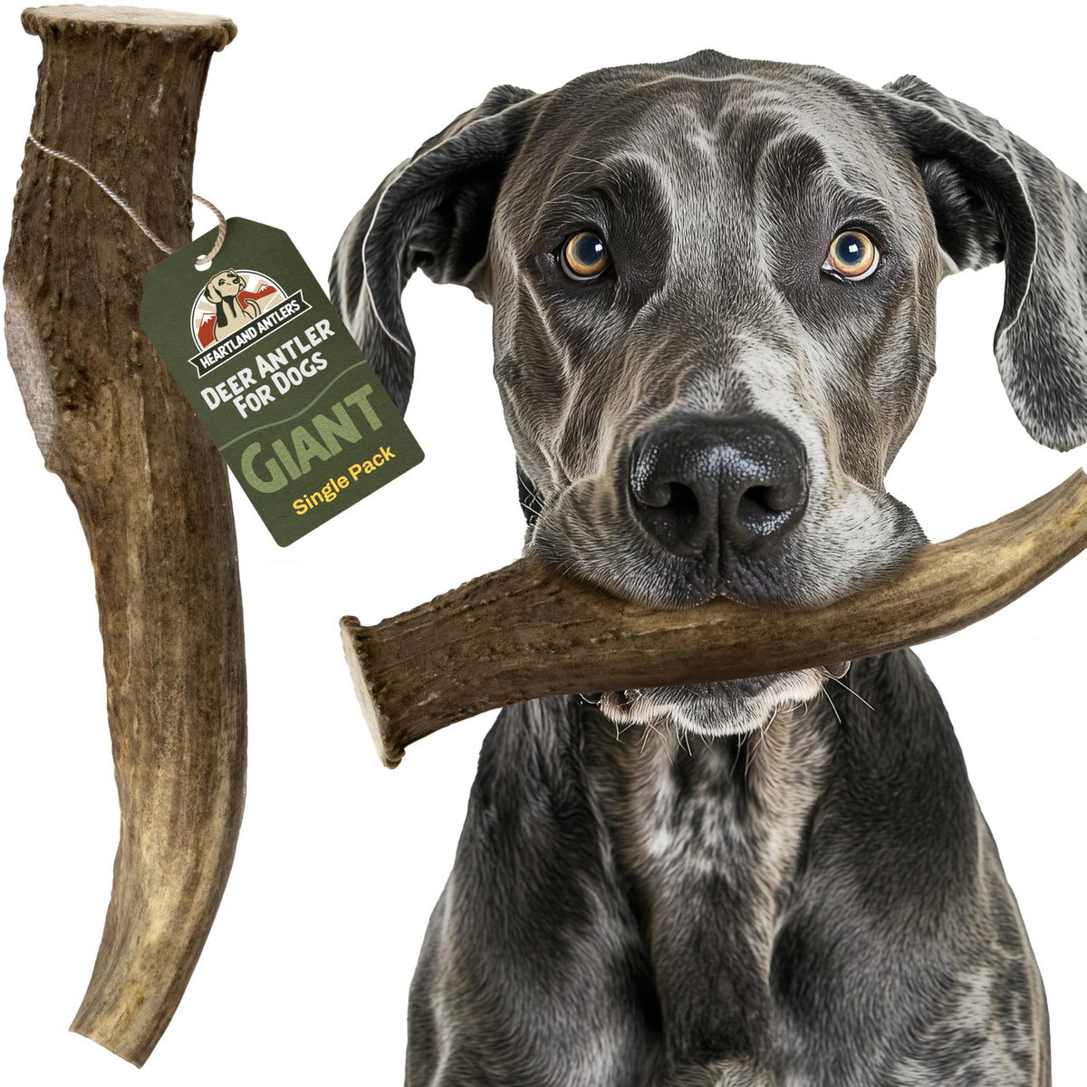 Heartland Antlers giant 9in deer antler—durable chew for aggressive chewers and dental support.