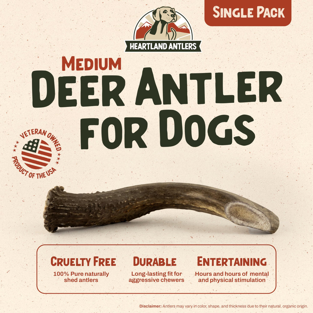 Heartland Antlers medium 5-6 inch deer antler chew for aggressive chewers.