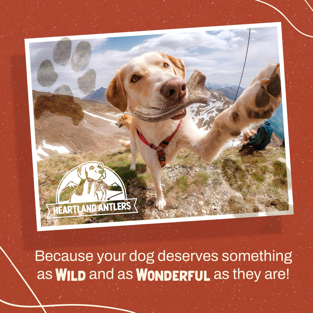 Heartland Antlers mineral-rich chew—calcium, phosphorus, zinc for overall wellness.