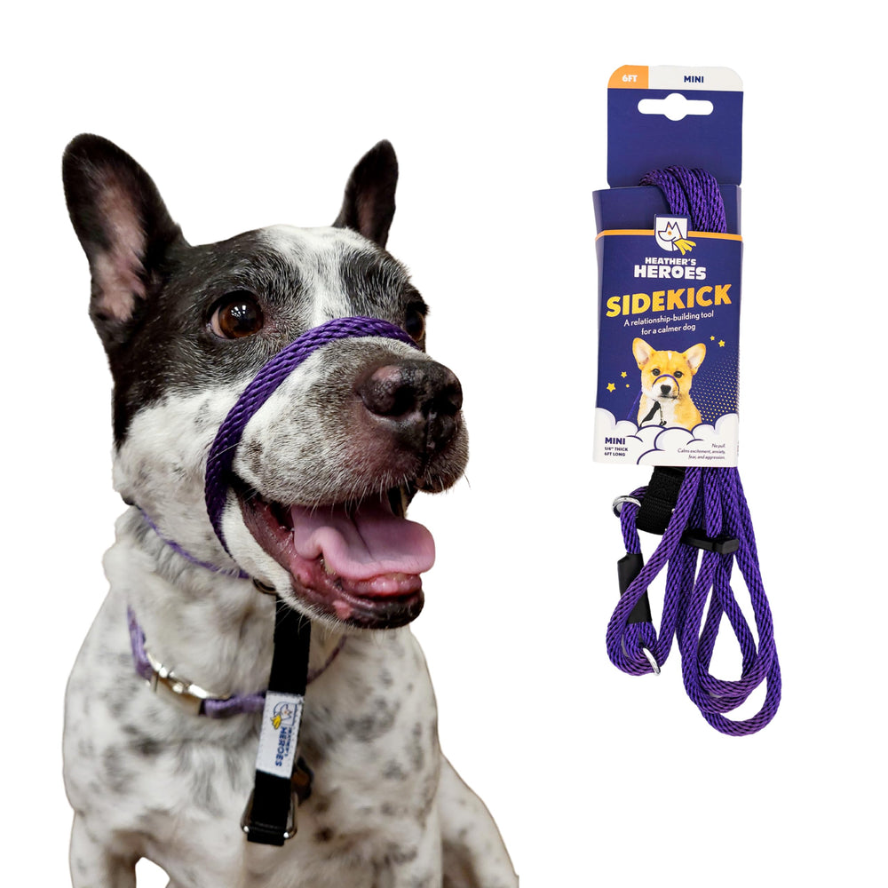 Heather's Heroes Sidekick purple mini headcollar closeup for calm leash training