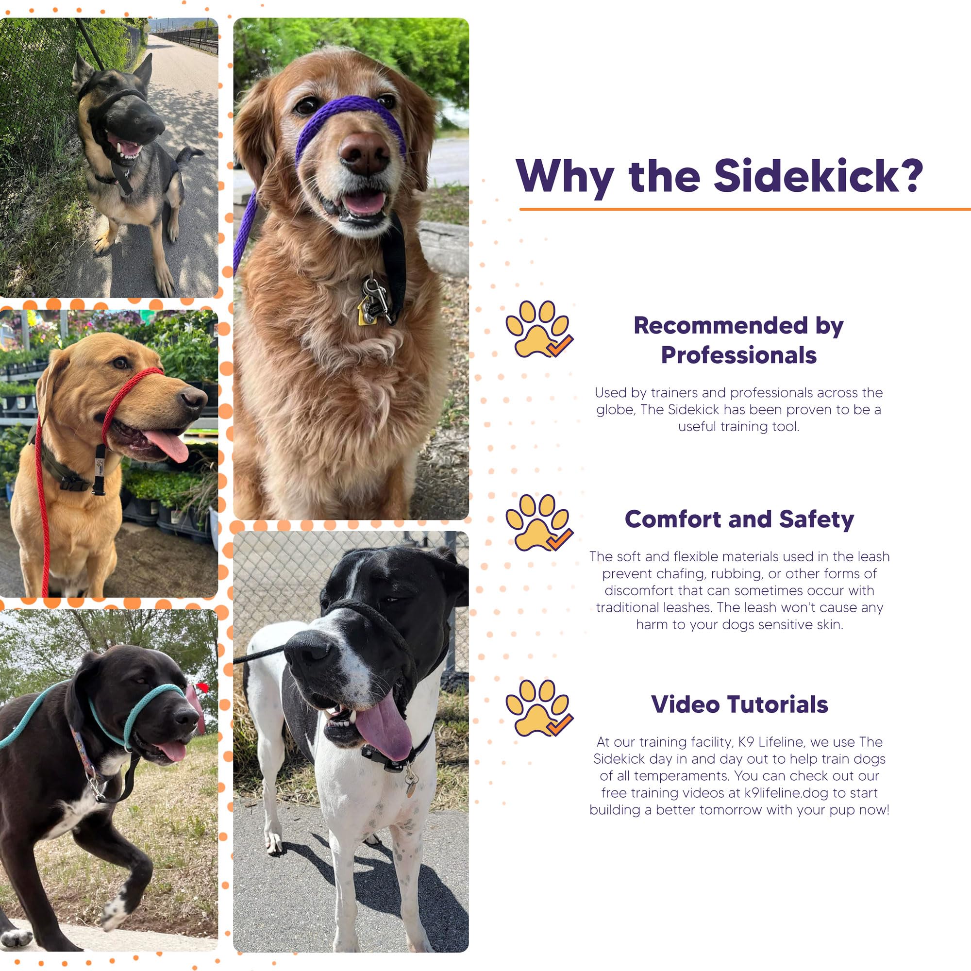 Heather's Heroes Sidekick helps address leash reactivity during training sessions.