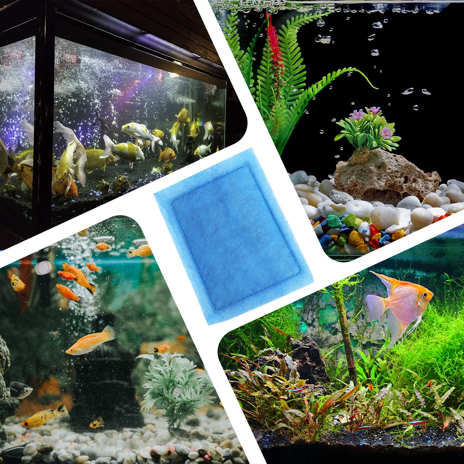 Hedday peaceful aquarium scene with clean water and healthy fish.