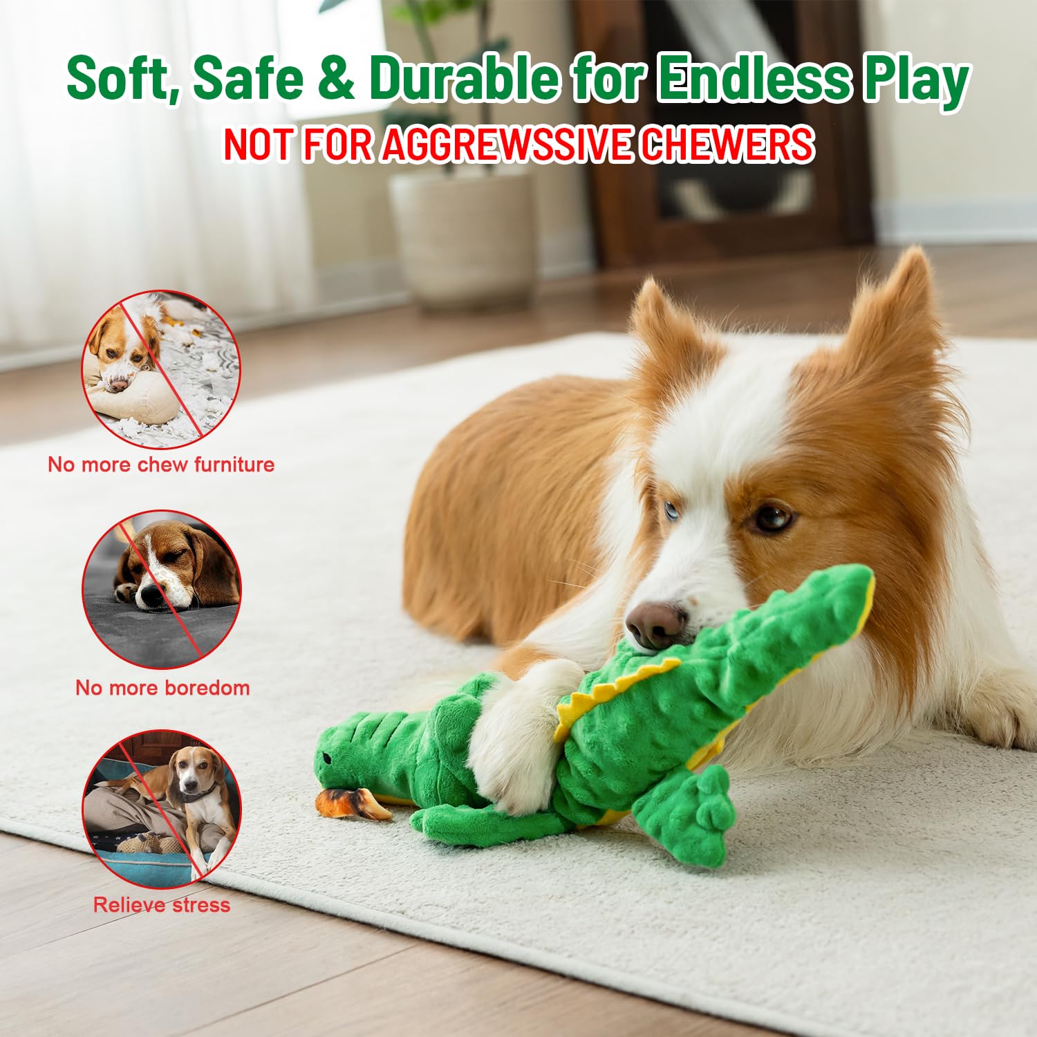 Hedsuin Alligator dog enjoying indoor outdoor play sessions