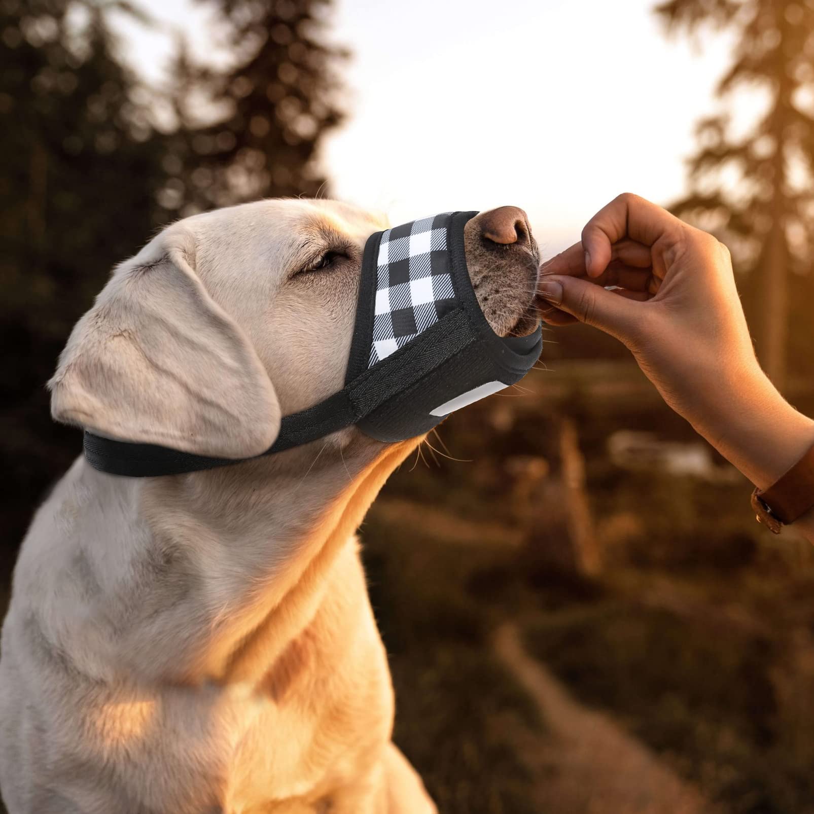 Uso diario de HEELE, cómodo y ligero para perros.