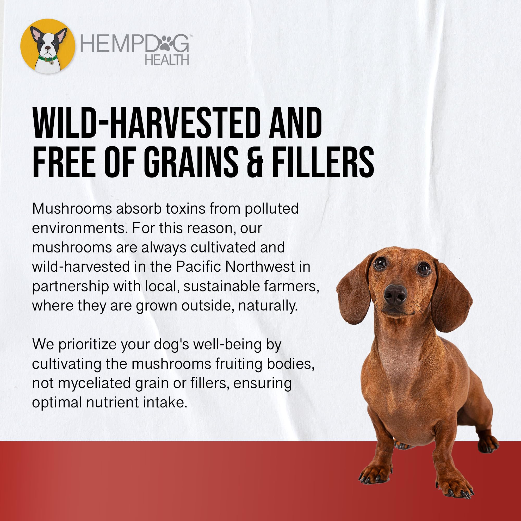 Hemp Dog Health Wild-harvested mushrooms used in MycoDog Vitality.