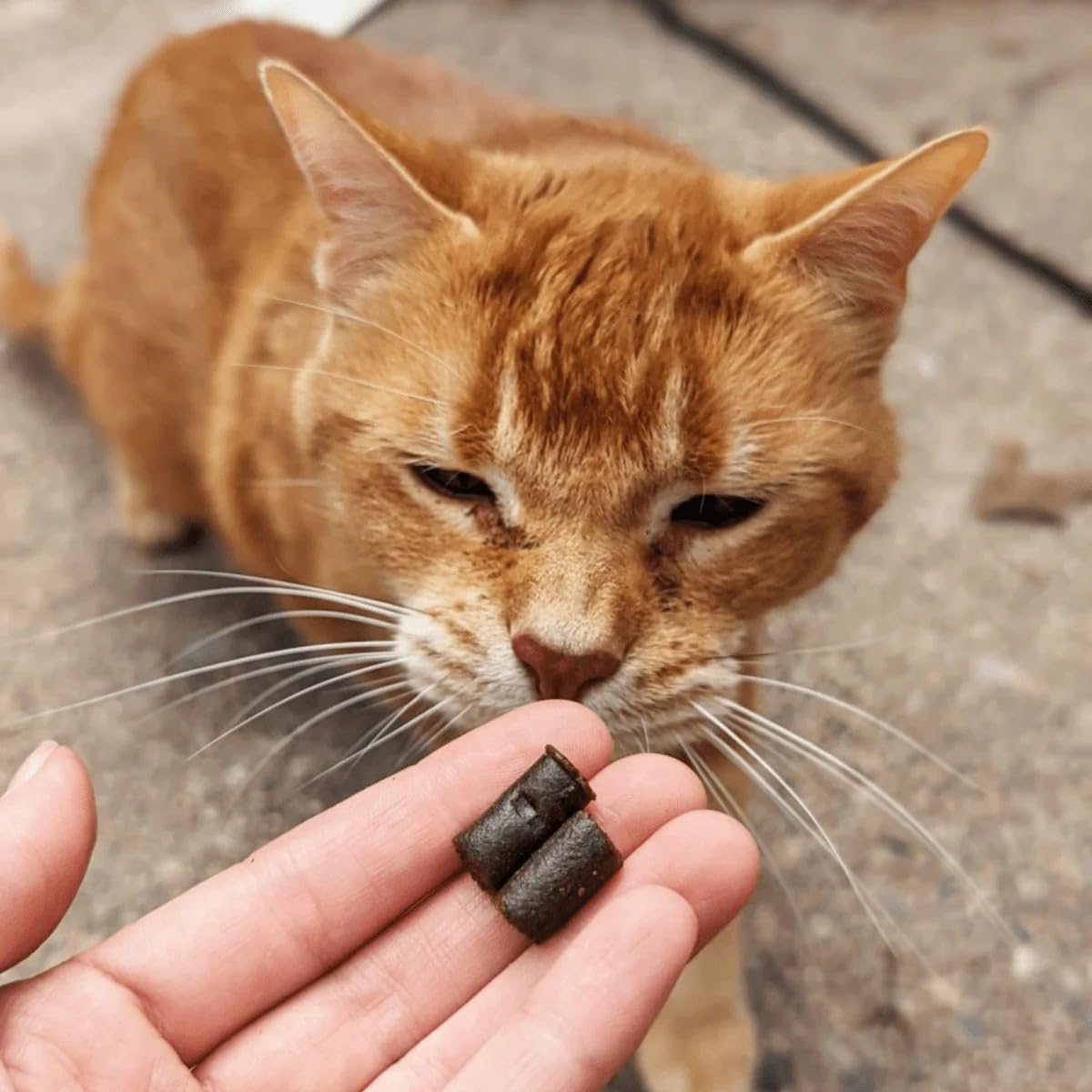 Propiedades naturales de Hemp Well para el bienestar felino