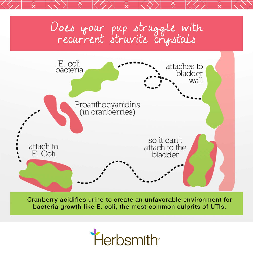 Herbsmith Bladder Care powder texture closeup with kidney-supporting ingredients