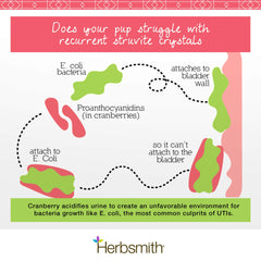 Herbsmith Bladder Care powder texture closeup with kidney-supporting ingredients