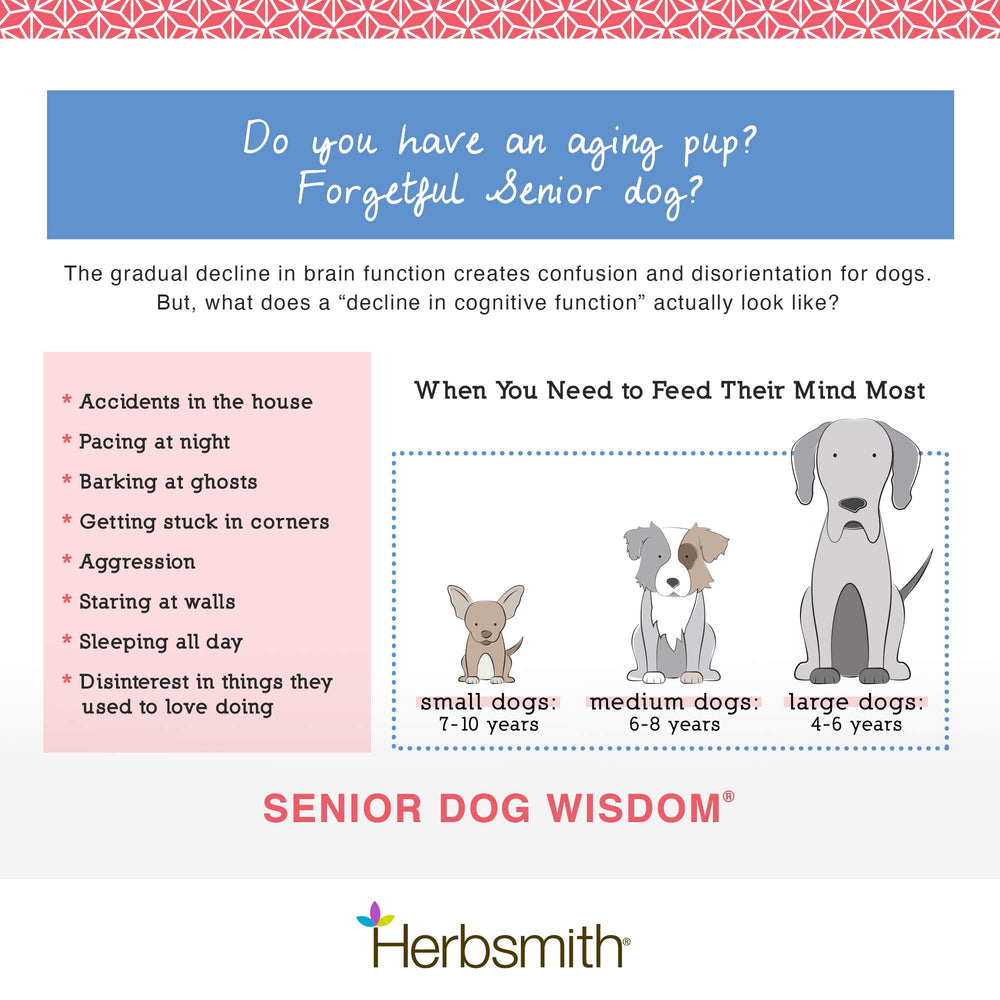 Herbsmith Senior Dog Wisdom brain-health graphic illustrating cognitive support ingredients.
