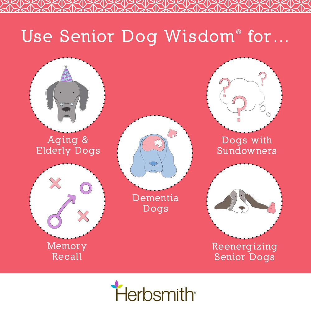 Herbsmith Senior Dog Wisdom happy dog-owner reunion after improved cognition.