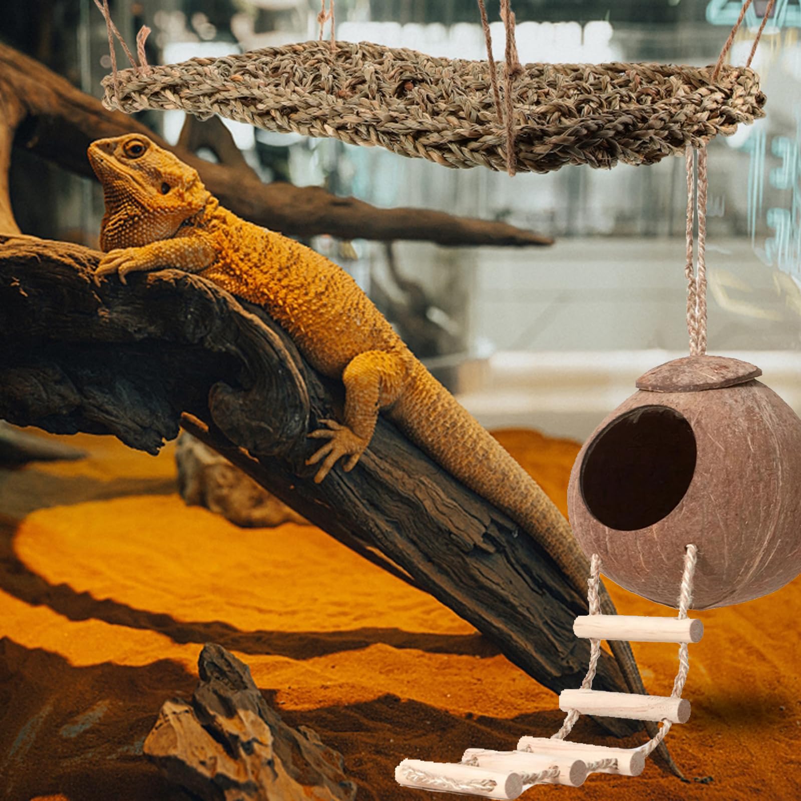 HERCOCCI coconut-shelter-ladder serves as a bridge in terrariums.