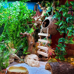Hercocci hanging vines in terrarium illustrating natural hiding place