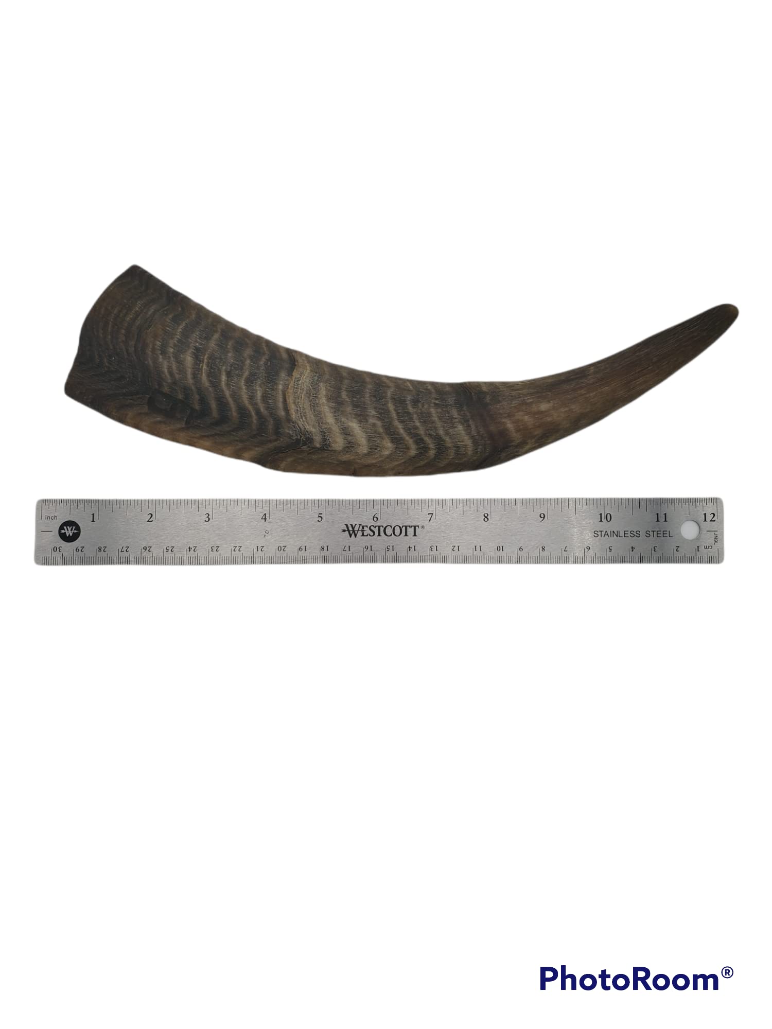 Herders Choice goat horns mental stimulation image shows engaging chew session