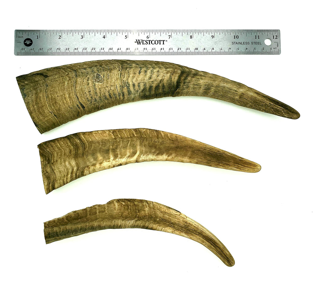 Herders Choice large dog chew goat horn playtime demonstrates safe natural energy outlet