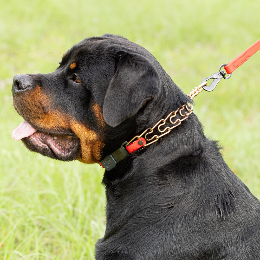 Dog wearing cherry-red Herm Sprenger collar during training illustrates focused use.