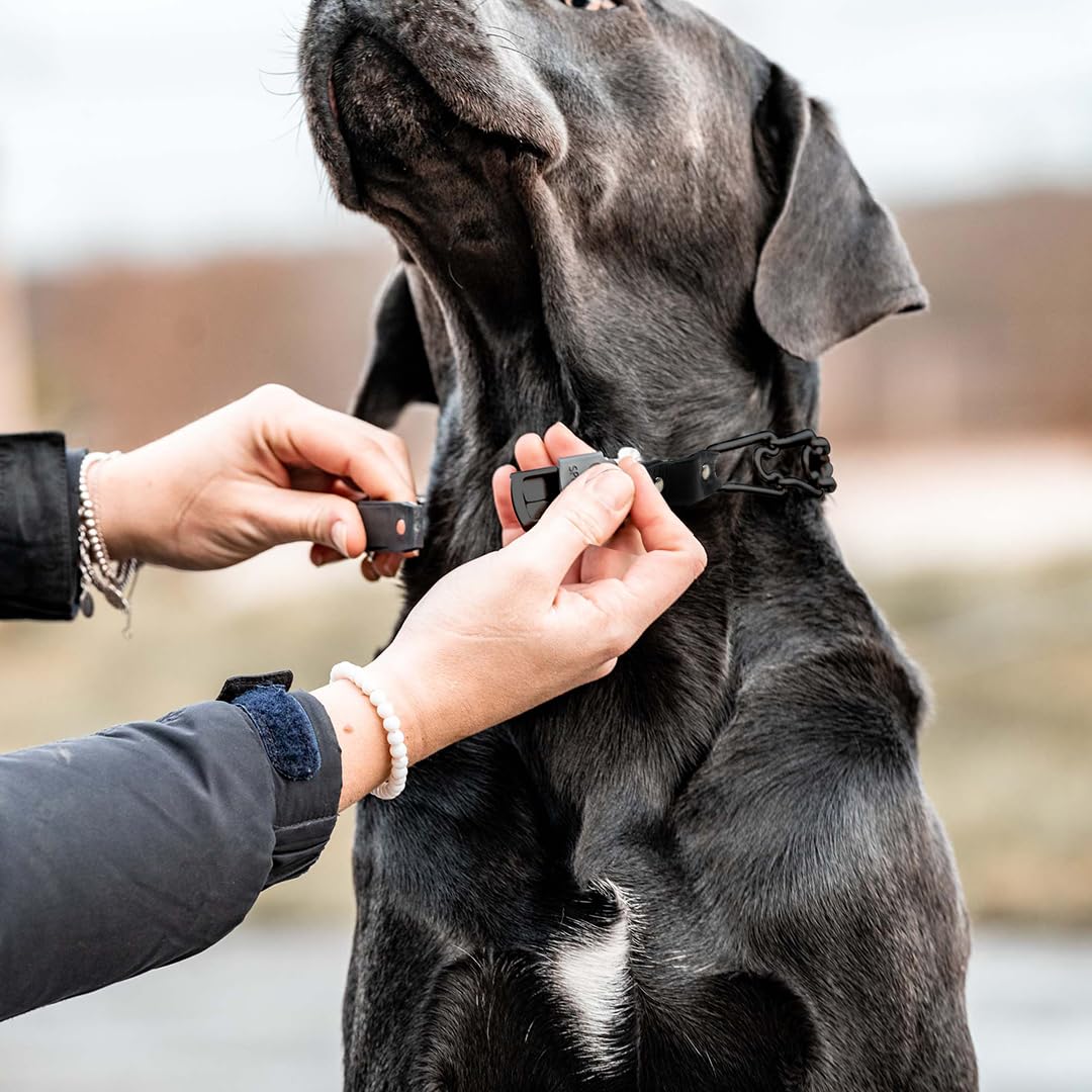 Herm Sprenger quick-release cliplock collar in use during training walks.