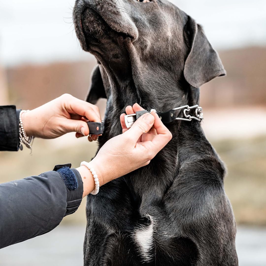 Dog-training in action with durable links and smooth operation