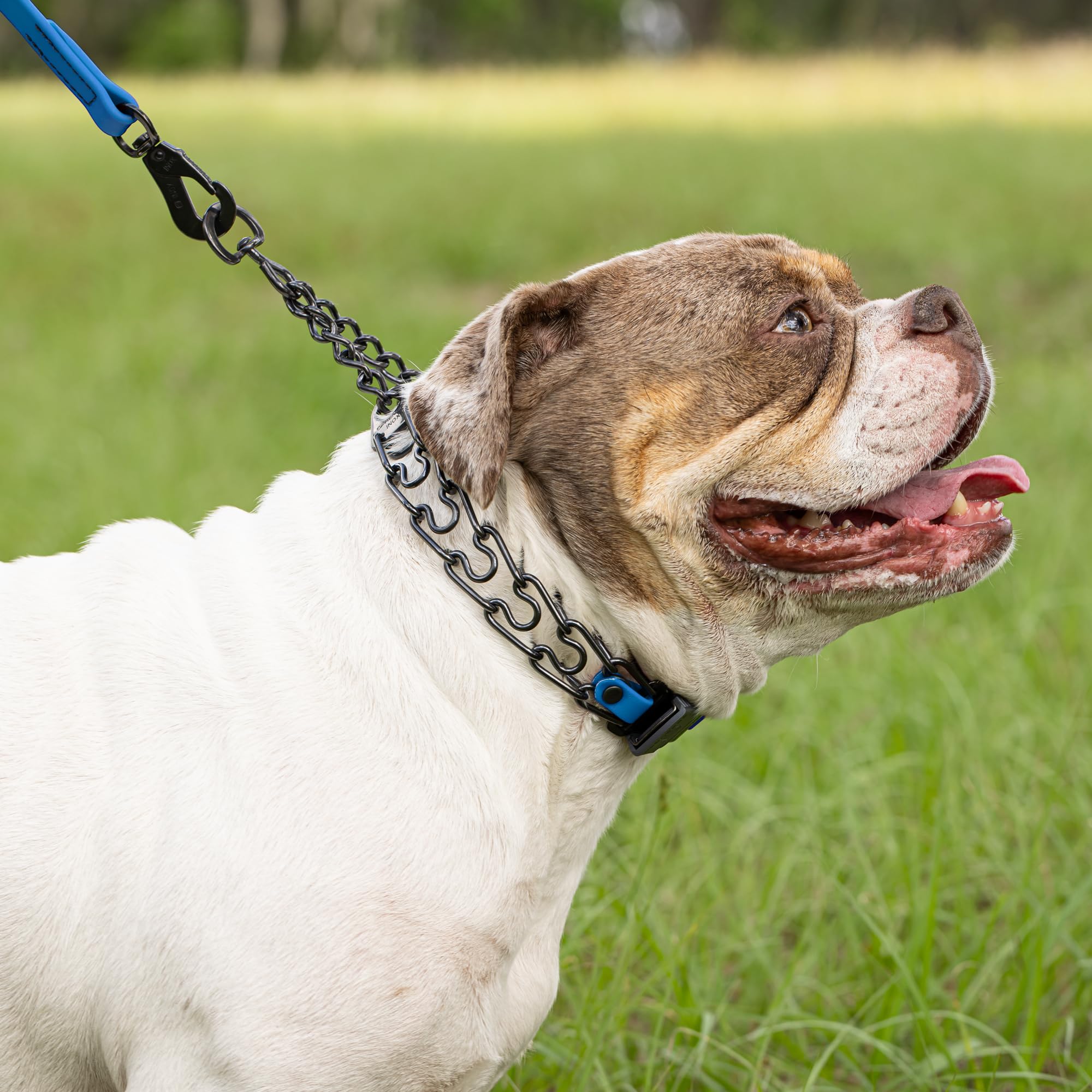 Herm Sprenger German engineering collar exemplifies precision and durability.