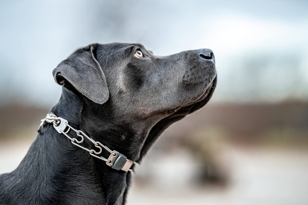 Herm Sprenger adjustable collar fits up to 15-inch necks for small to medium dogs.