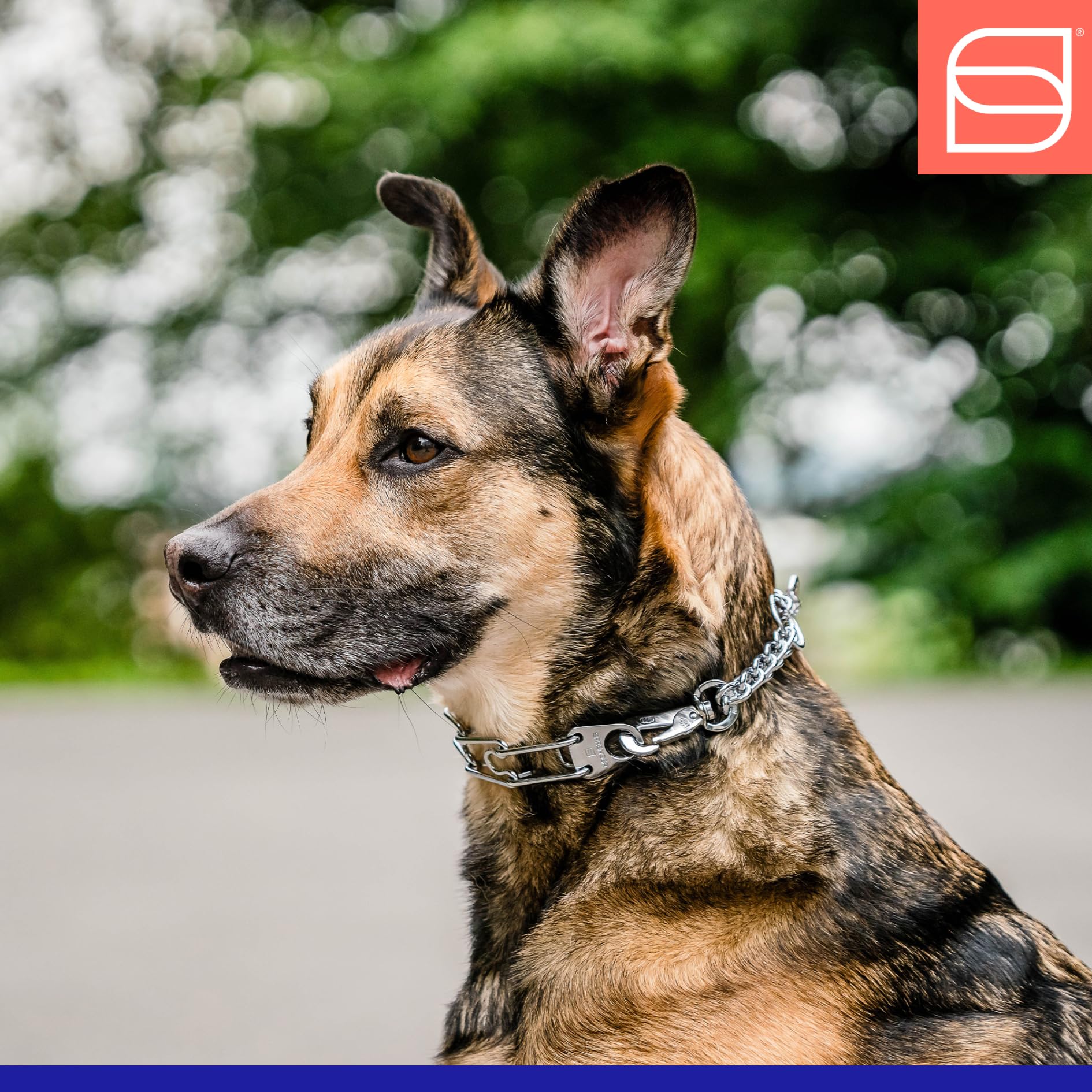 Herm Sprenger quick-release snap collar closeup highlights safe on-off during training.