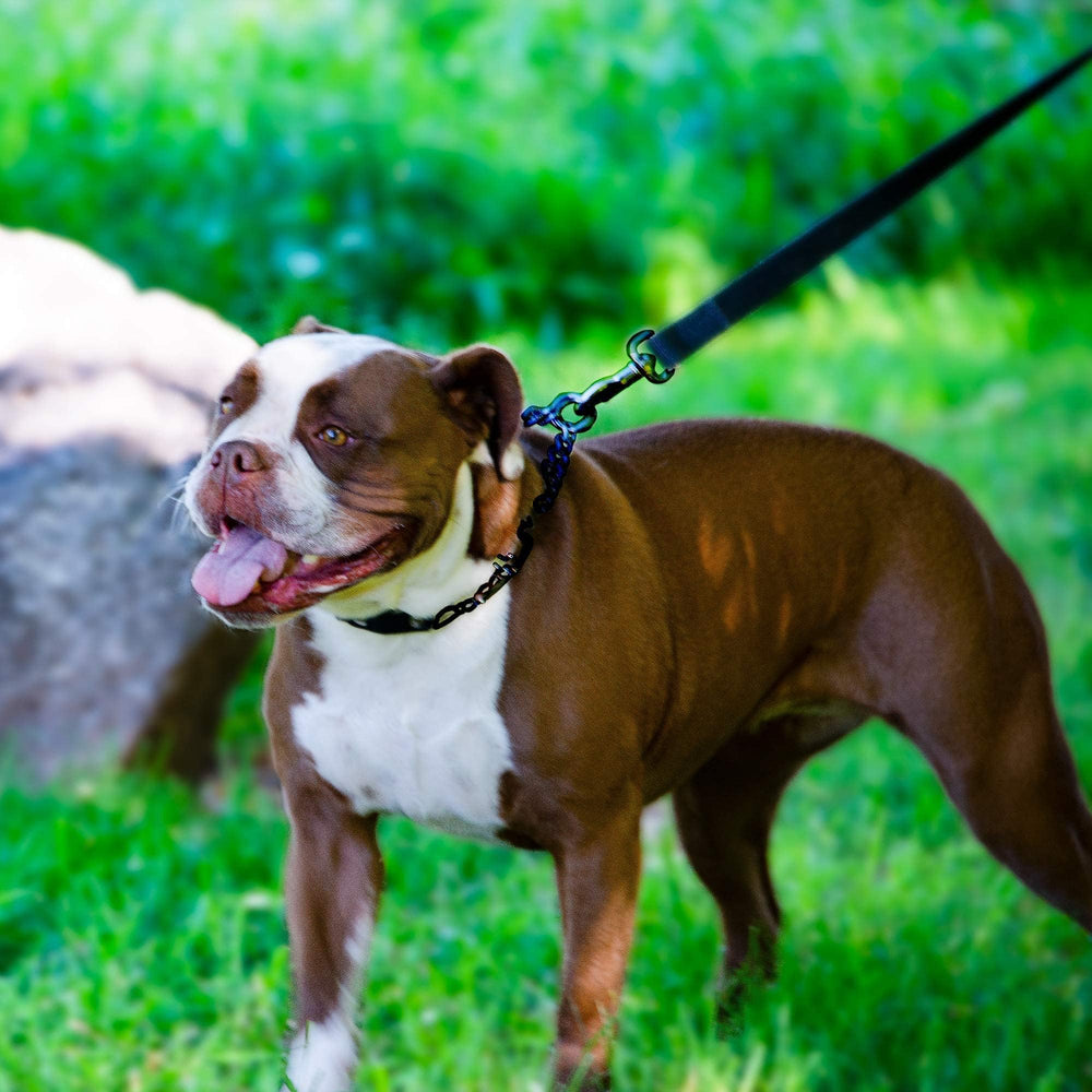 Herm Sprenger small dog neck 12-19 in demonstrates ideal sizing.