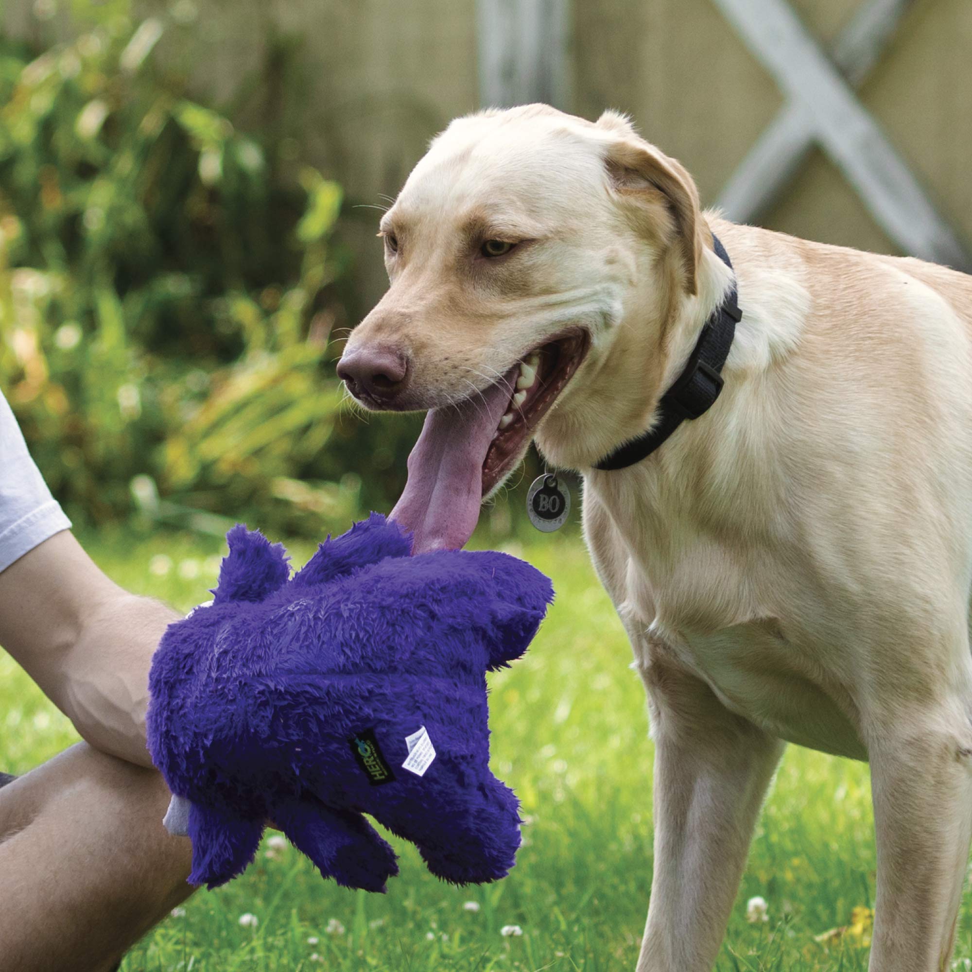 Hero Chuckles laminated mesh durability image highlighting reinforced stitching for tough chewers.