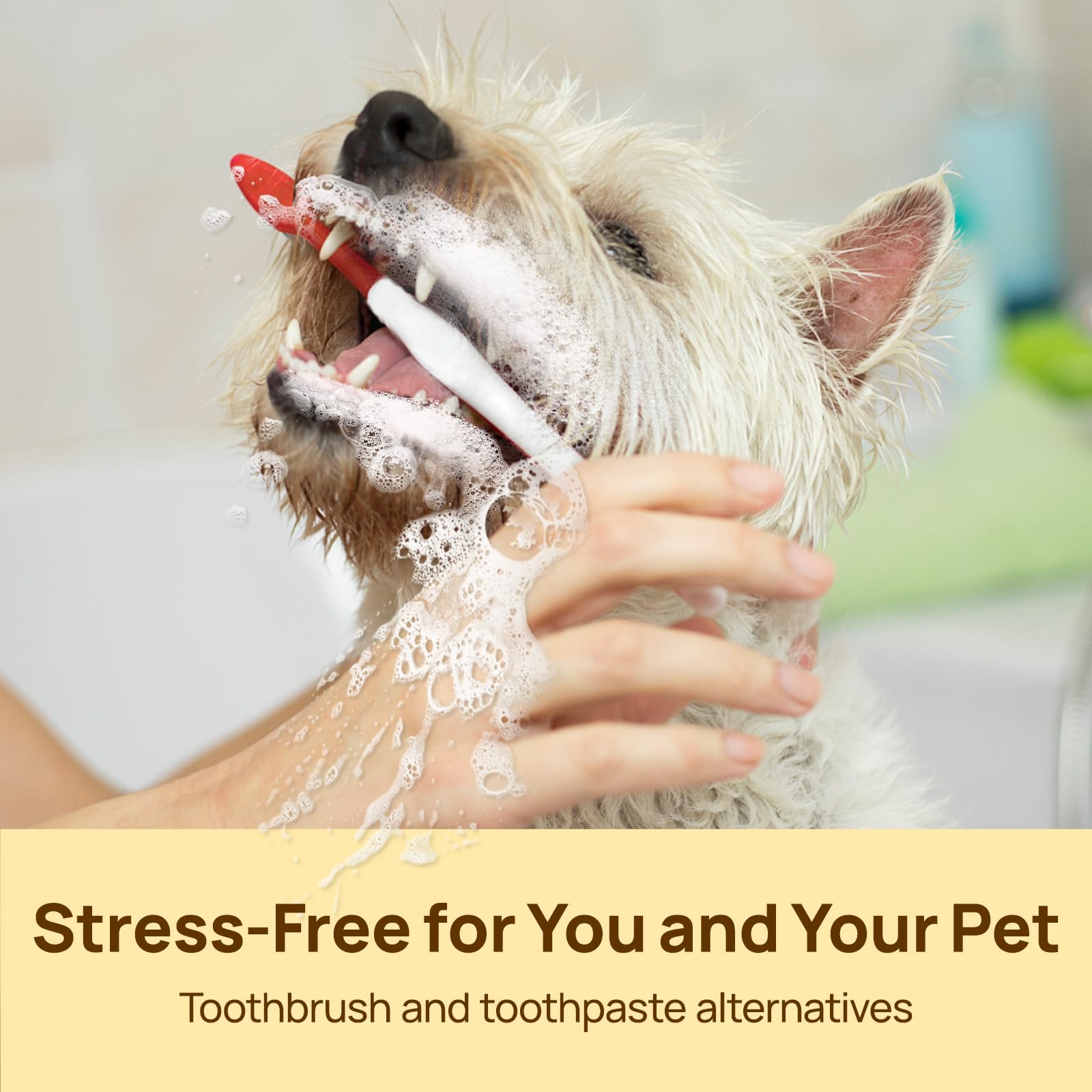 No-rinse design from HICC PET supports quick dental care after meals.