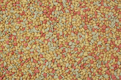 Higgins Intune conure and cockatiel food servings in a bowl—easy feeding and reduced mess