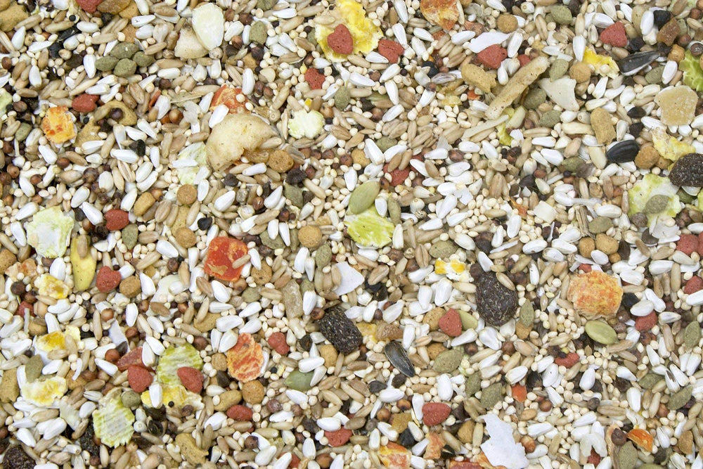 Birds feeding on Higgins Safflower Gold Blend supports digestive health