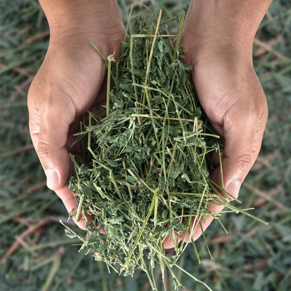 High Desert Alfalfa Hay box-feeder usage as a simple feeding setup.