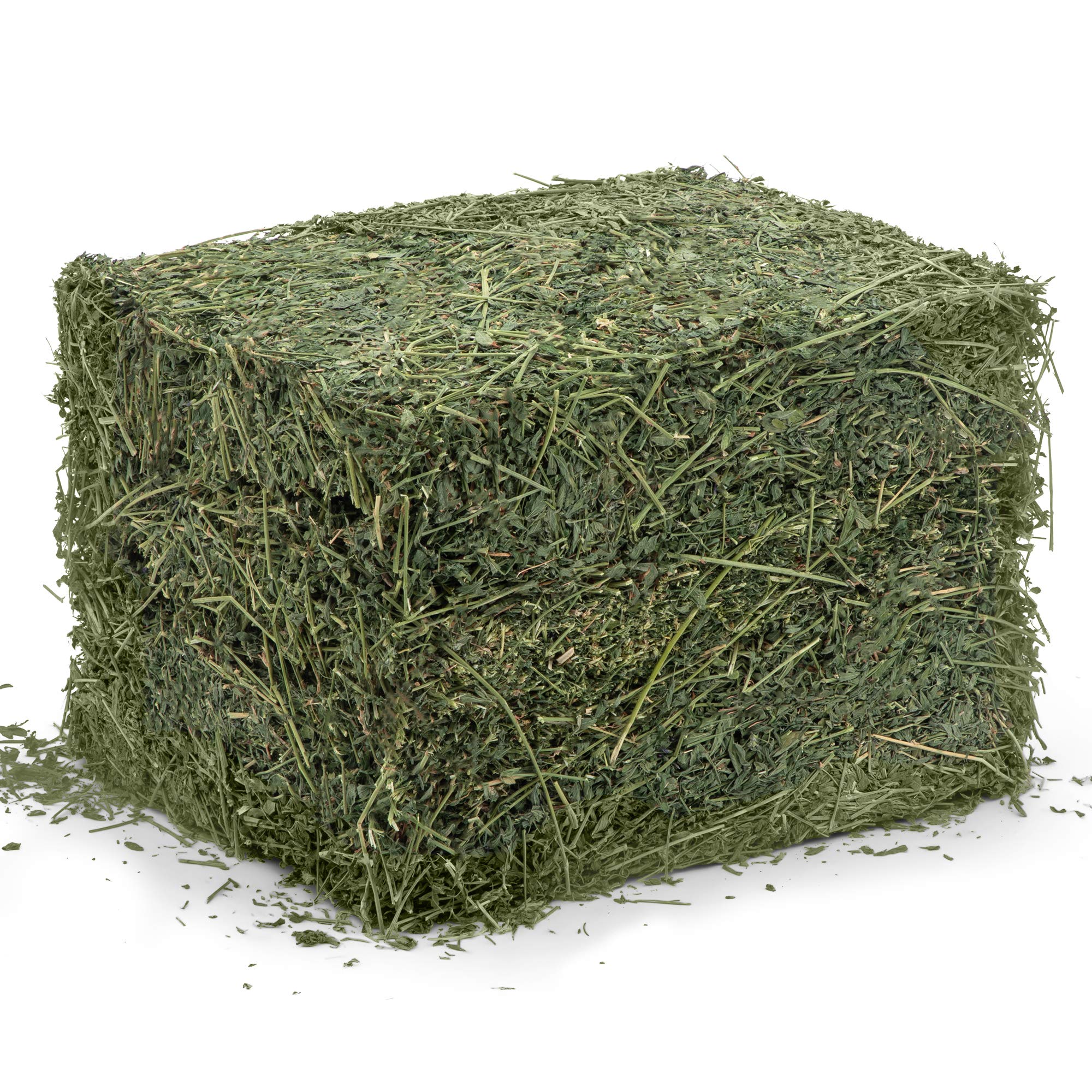 High Desert Alfalfa Hay rabbit enjoying a nibble.