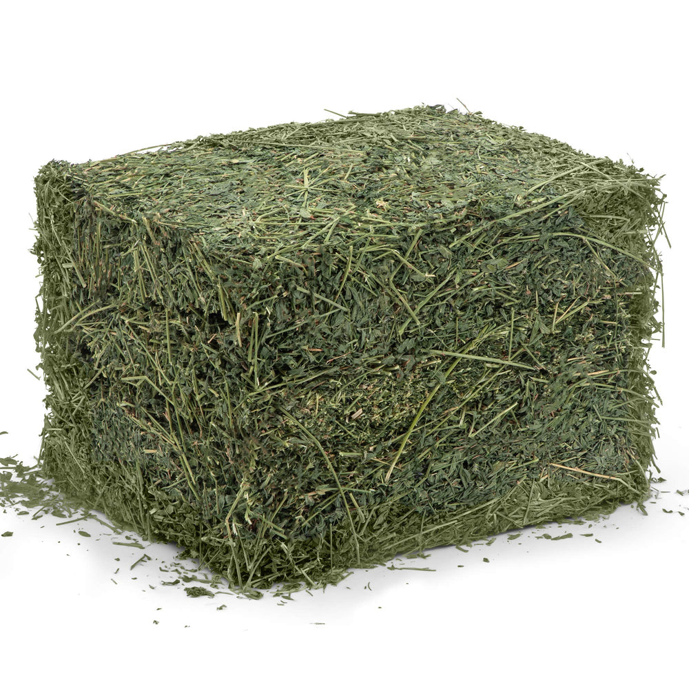 High Desert Alfalfa Hay rabbit enjoying a nibble.