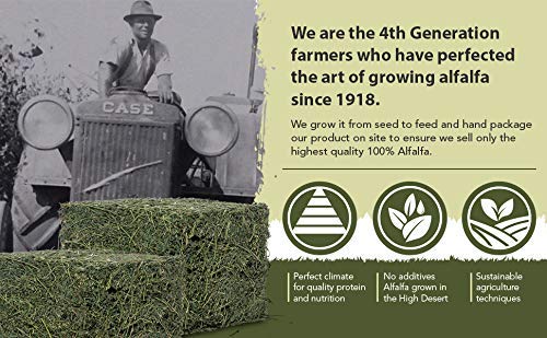 High Desert Alfalfa Hay supports growth in young pets.