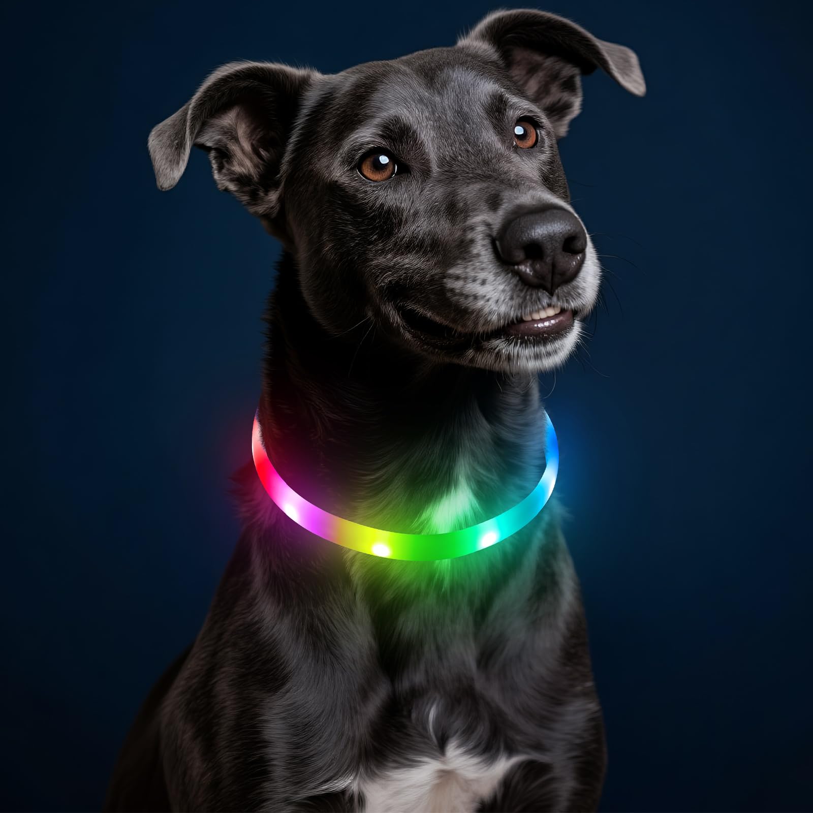 Higo RGB LED dog collar light front view for safer night walks
