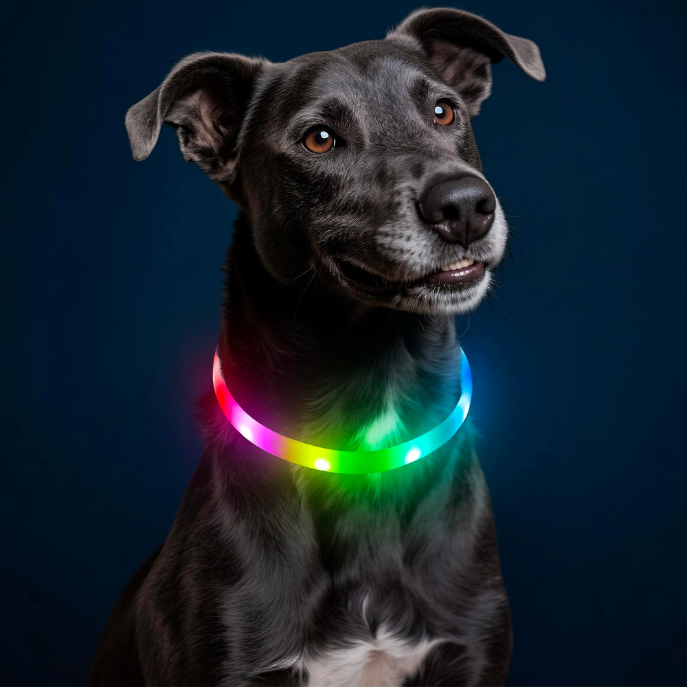 Higo RGB LED dog collar light front view for safer night walks