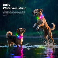Higo RGB LED dog collar light USB recharge and long battery life