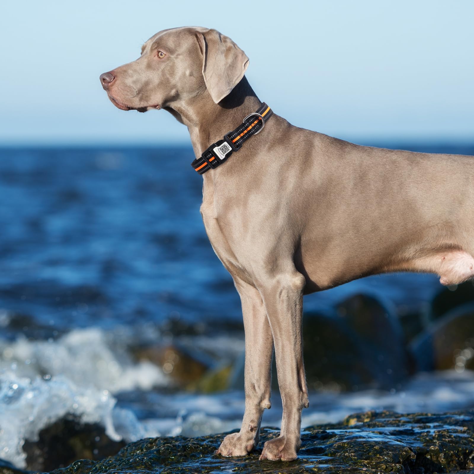 Hiifardz Airtag collar padded lining keeps dogs comfortable all day.