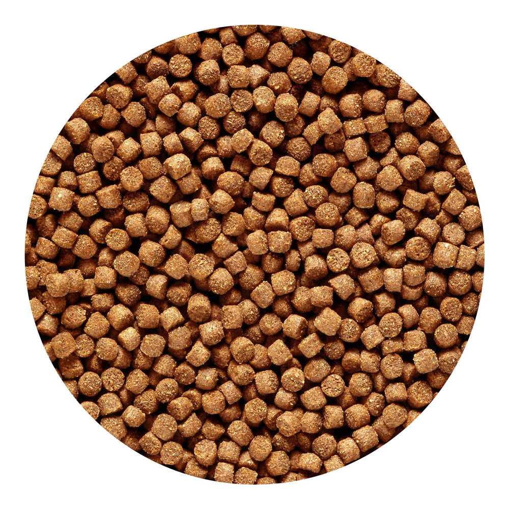 Hikari Cichlid Gold Pellets pouring action highlights sinking formula for bottom-dwelling fish
