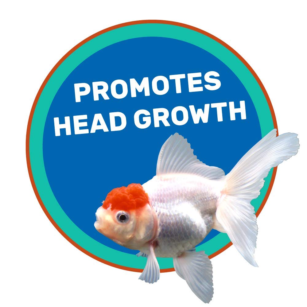 Hikari Lionhead sinking pellets mini in-water display illustrates versatile goldfish use