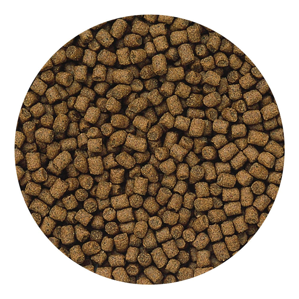 Hikari Lionhead sinking pellets mini pond-scene demonstrates clean water under feeding