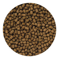 Hikari Lionhead sinking pellets mini pond-scene demonstrates clean water under feeding